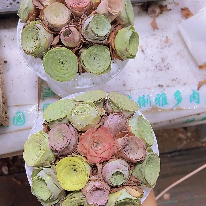 罗马盆17颗起做好发货