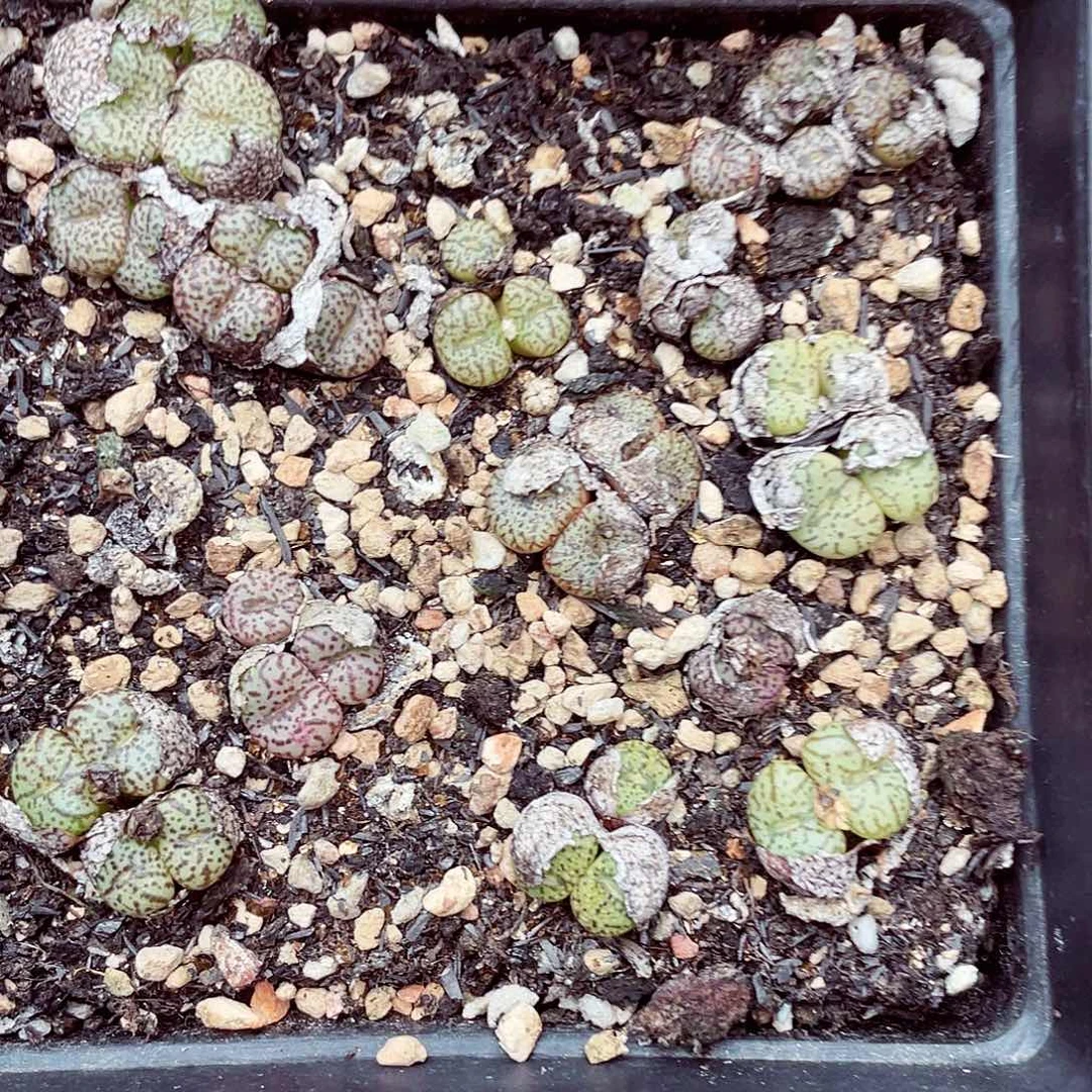 生石花满18包邮1007-394