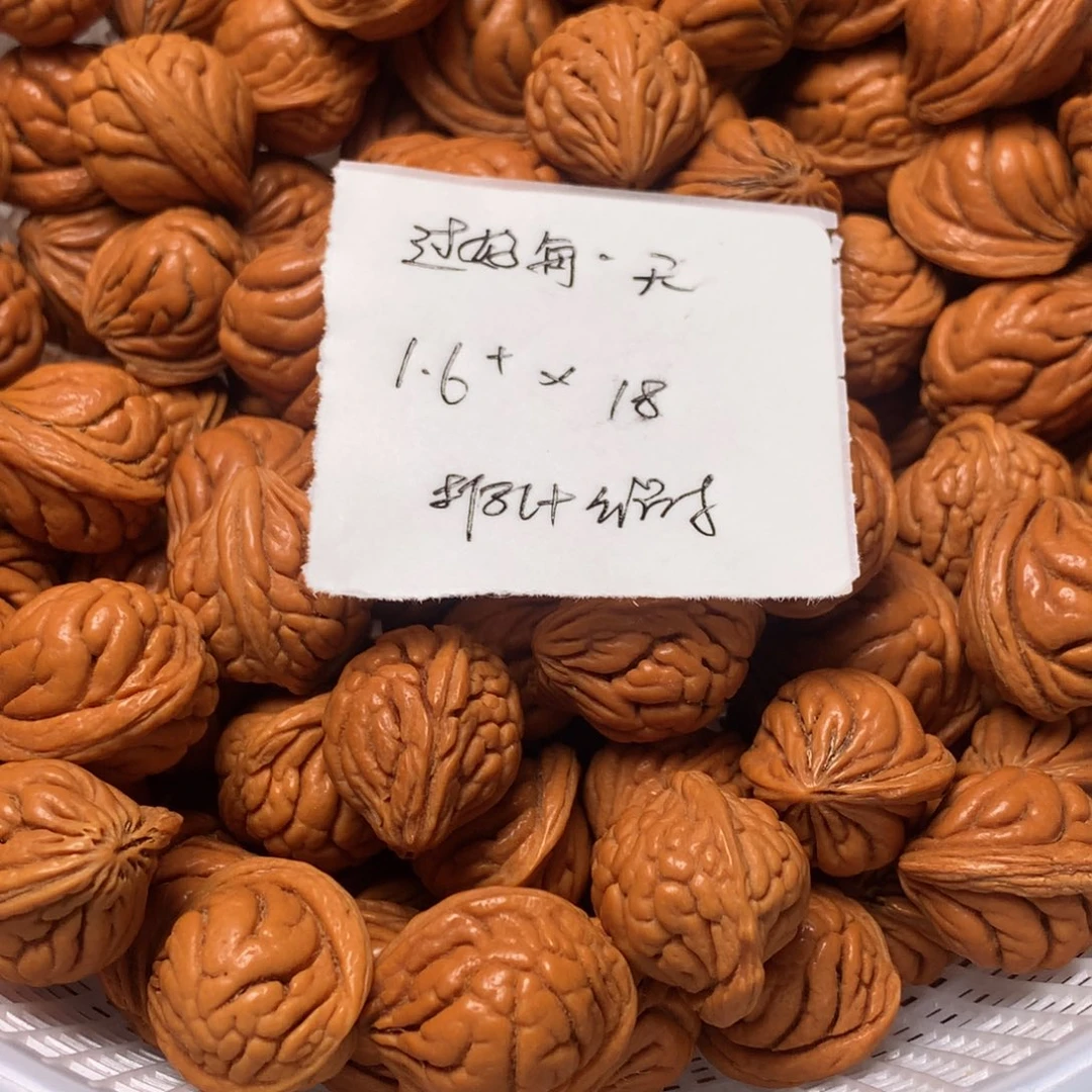 野生龙纹桃核霸王龙