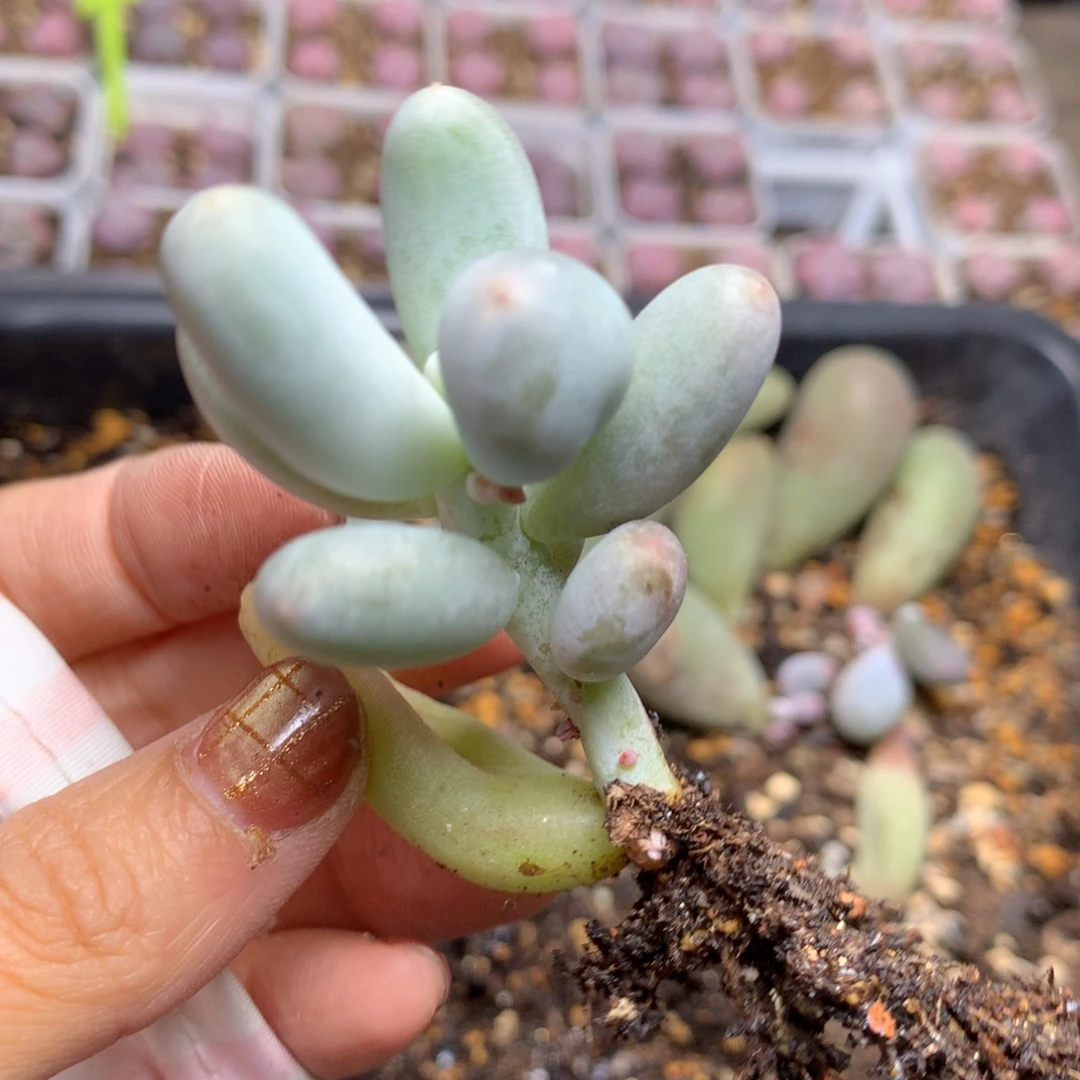 miken黄米可奶哈哈哈