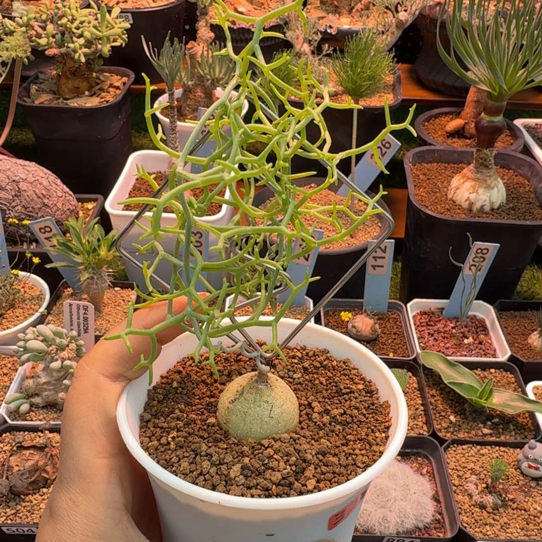 鹿角仓角殿328(不带架子