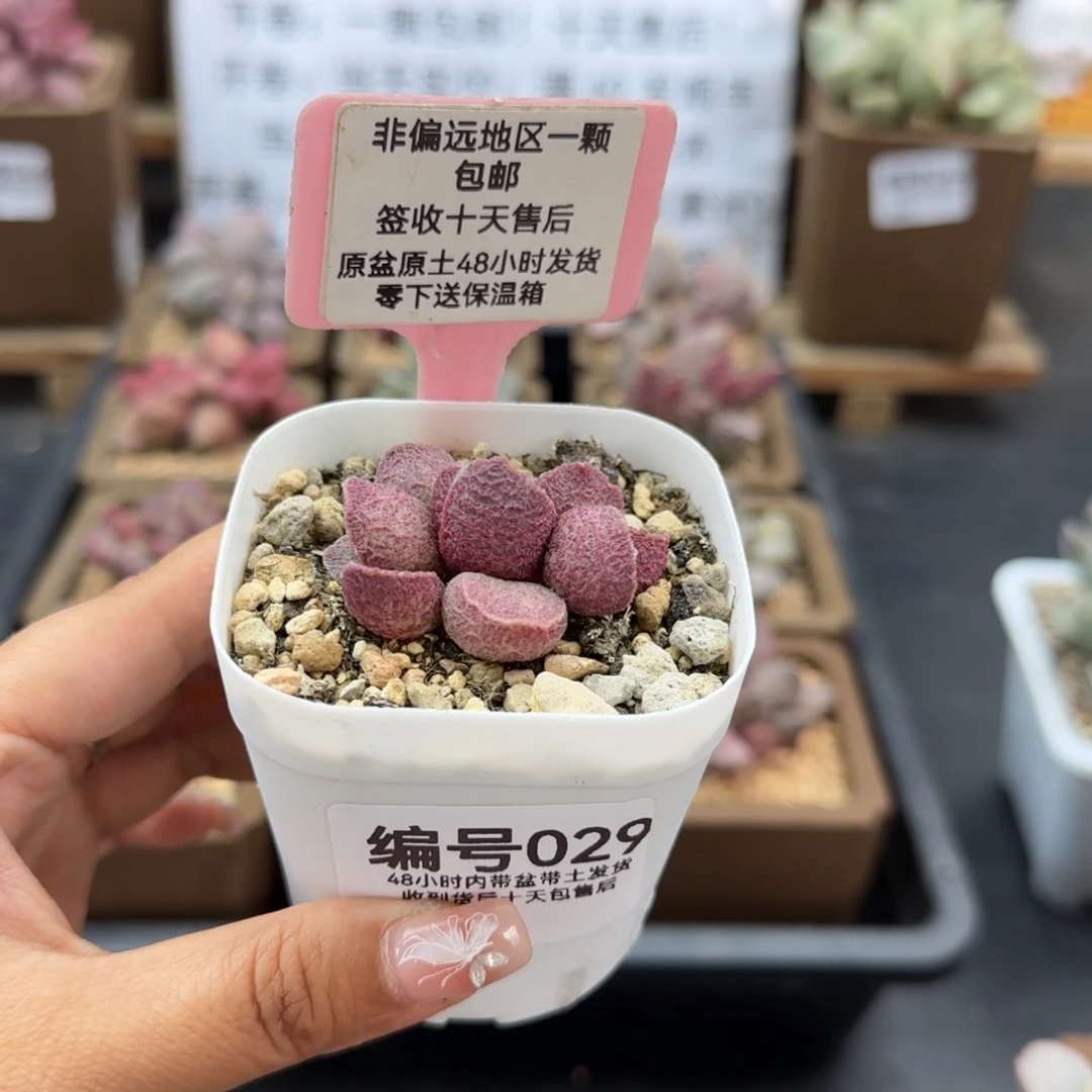 029哈莫猪多肉植物