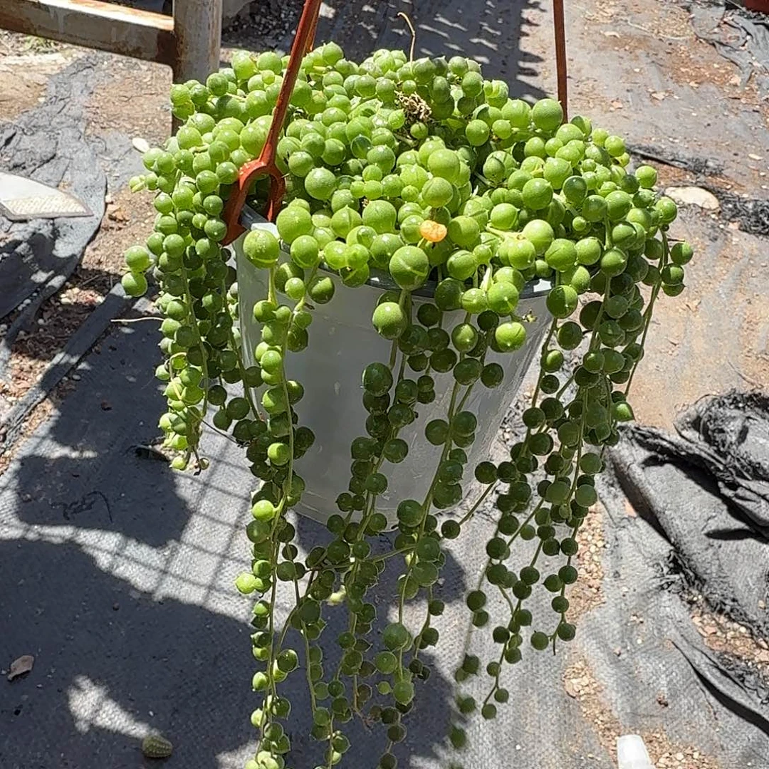 佛珠多肉植物精品