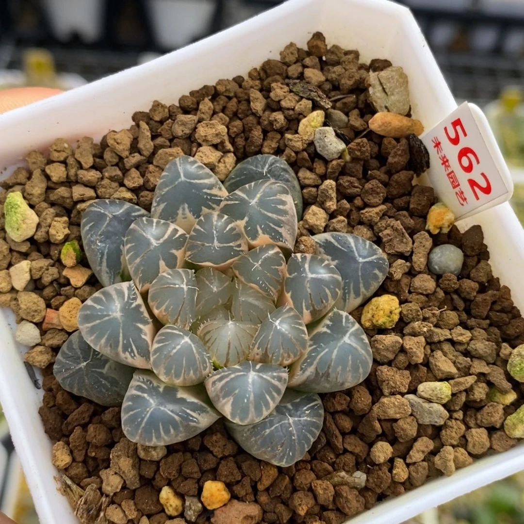 562龙珠十二卷多肉植物