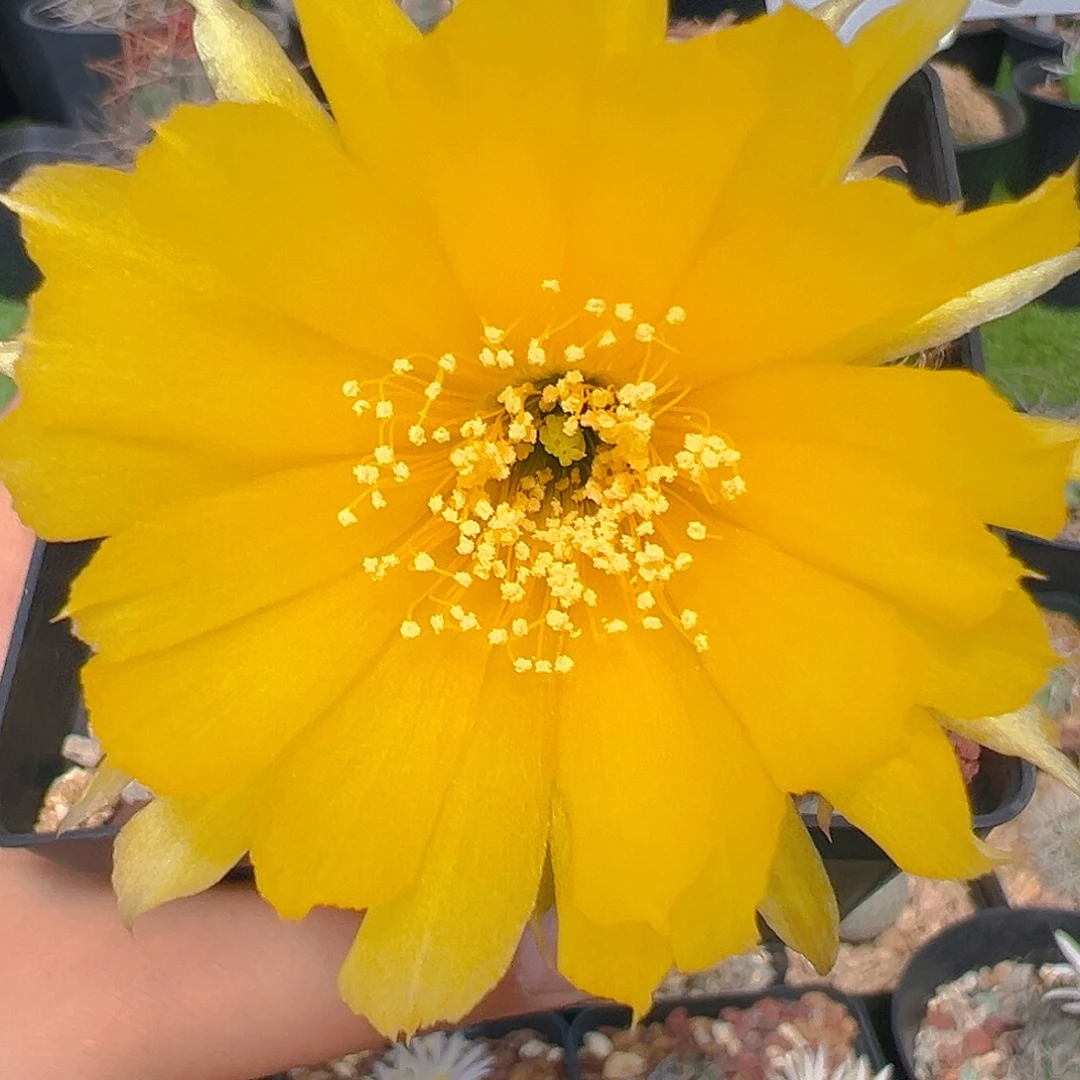 780丽花群裸根发货