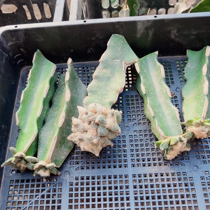 仙人球一筐嫁接开花65