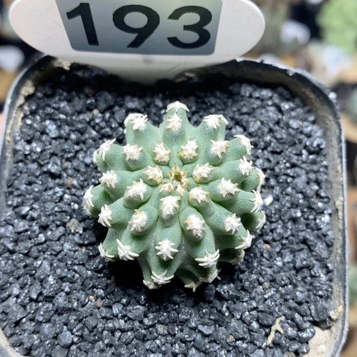 193号实生七巧柱3.5cm