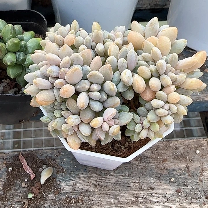 青蛙王子儿童111