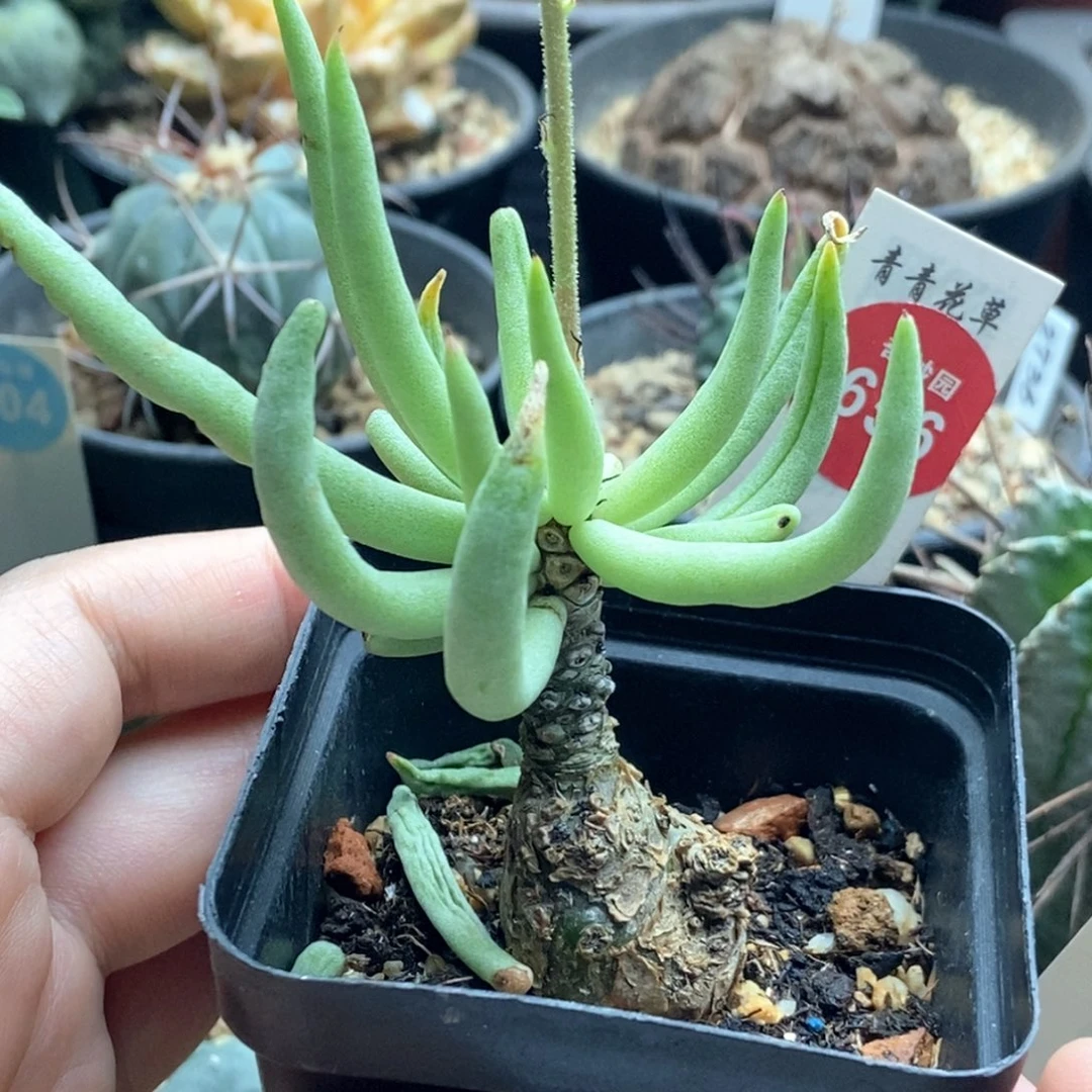 白象块根一棵仙人球