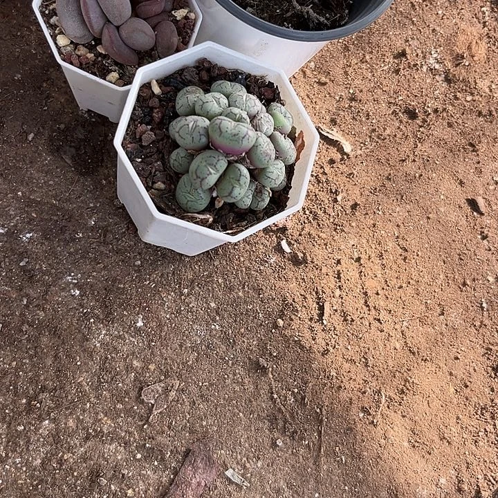熬***、紫荆4678888899988¥@那