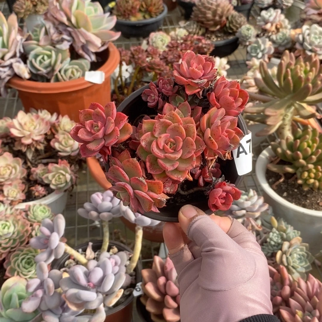 749芬达老桩一物一拍