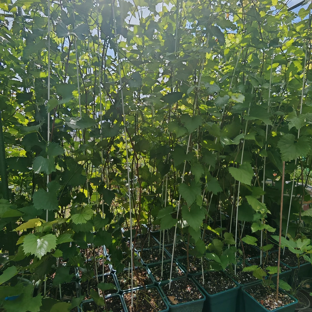 葡萄树苗 圆叶葡萄欧麦（直播一物一拍）