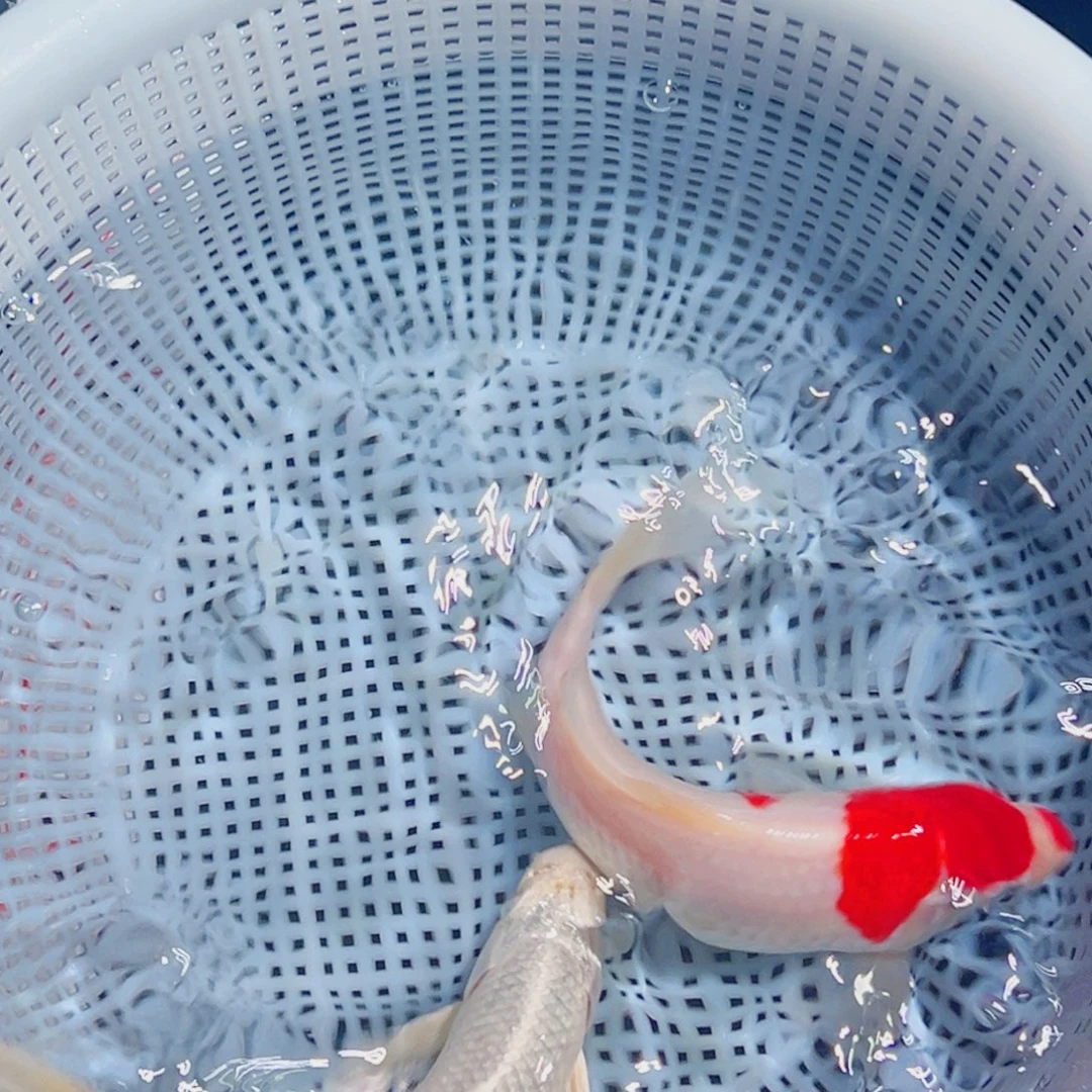 锦鲤锦鲤观赏鱼1111