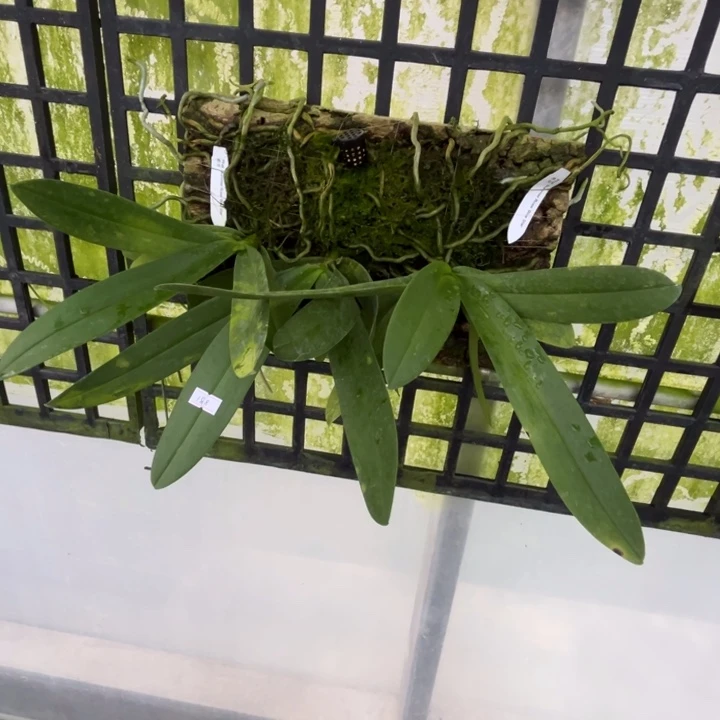 当前无花栽培后可以开花板植三苗蓝星 超棒苗子