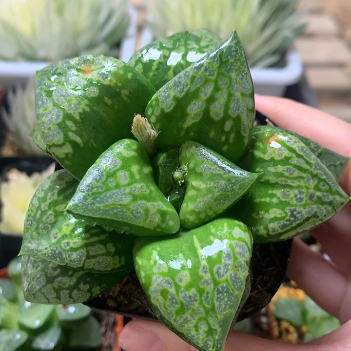 假面舞会一物一拍