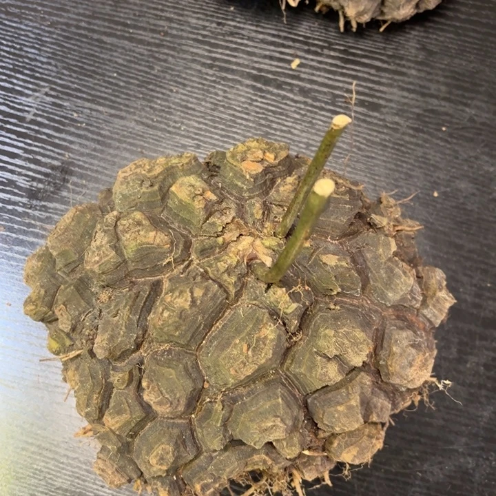 墨西哥龟甲龙脱土