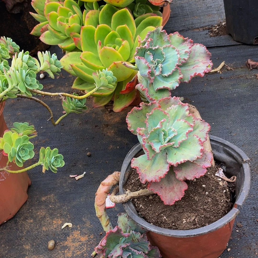 舞会红裙29.8多肉群生老桩