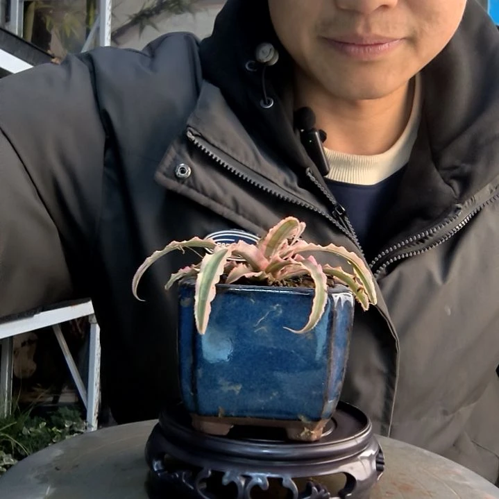 爱****涛小盆景小植物一物一拍98