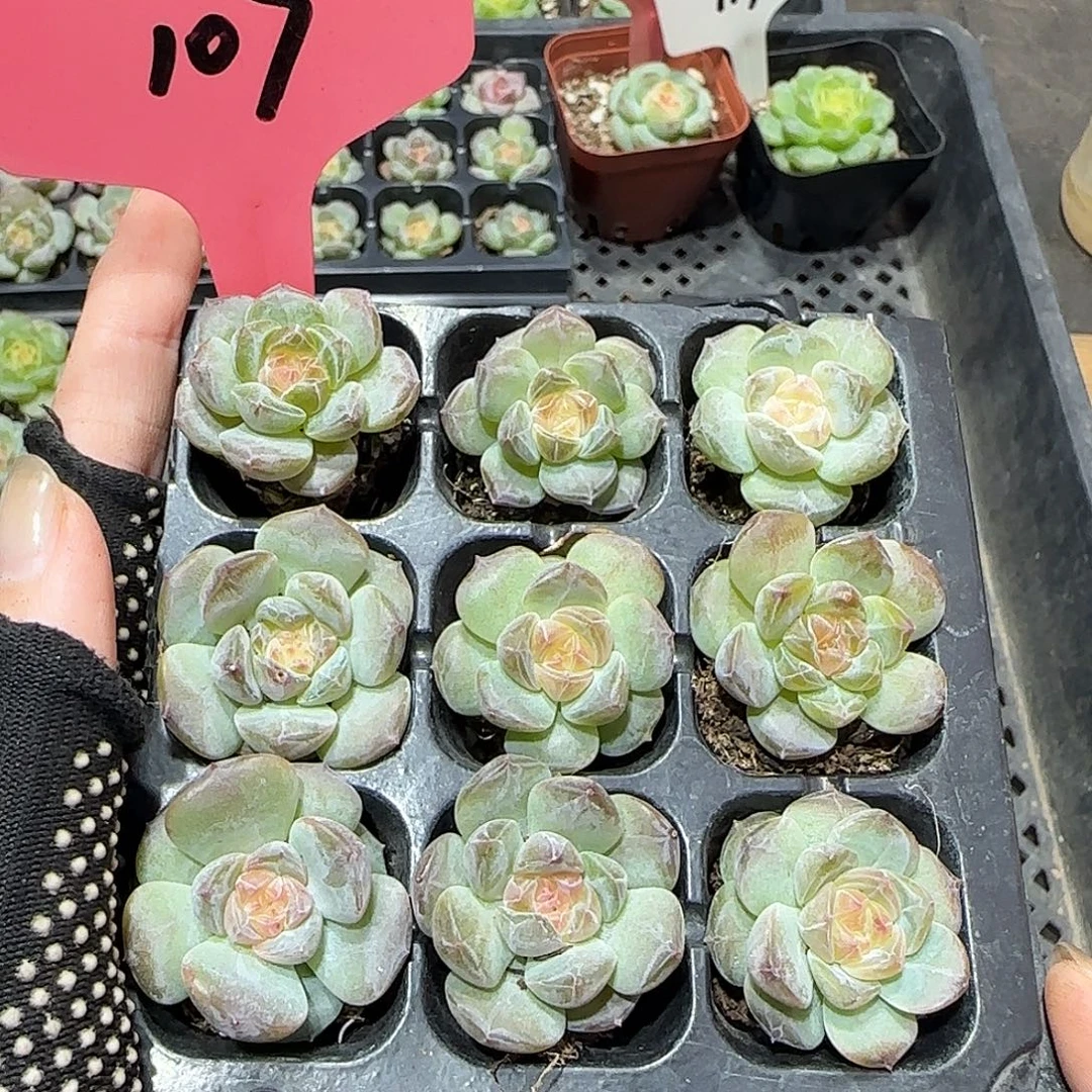 107哈哈哈哈哈哈哈哈哈哈哈哈