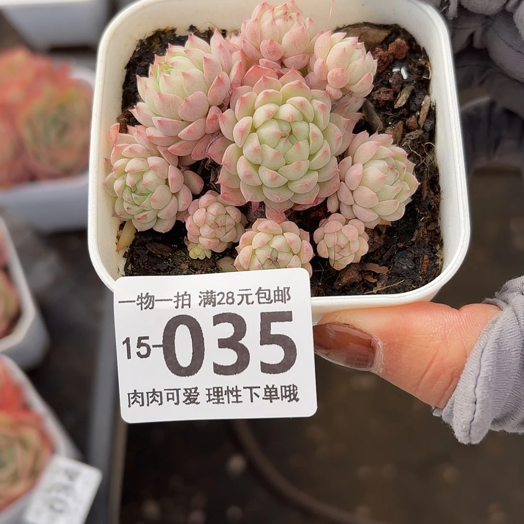 小粉梅无盆土发货无