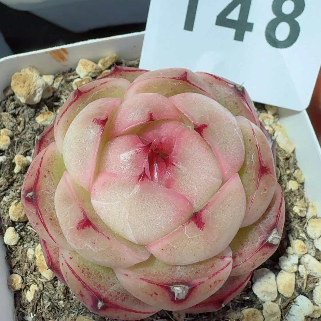 太***?麦秆包子         精品多肉