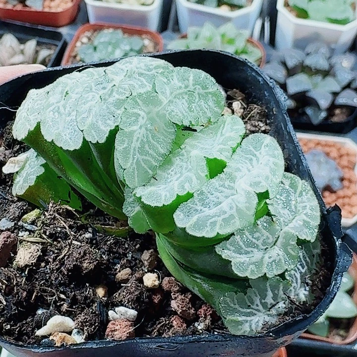 无花朵十二楼 虞姬 下播福利