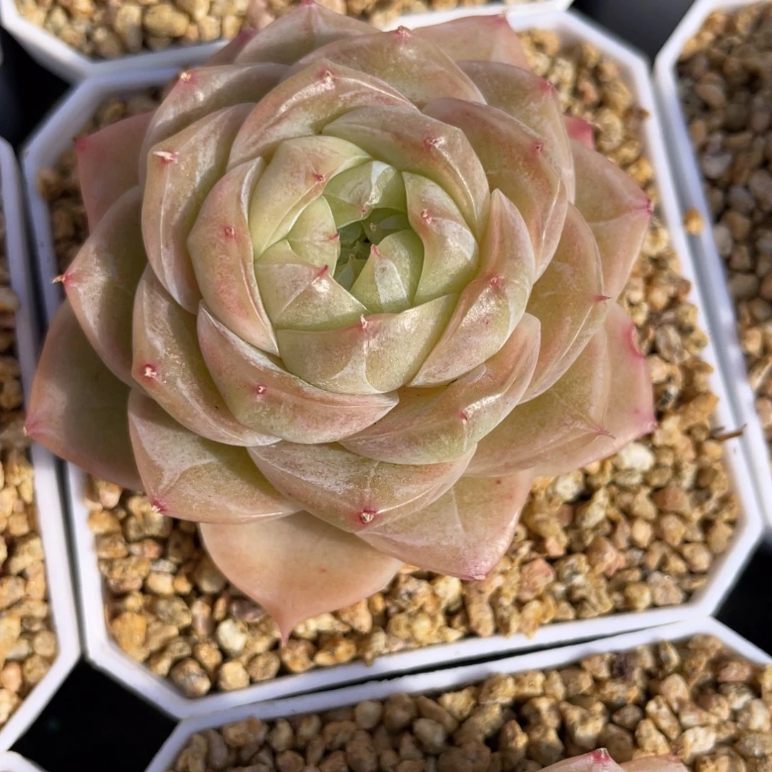 优选奶芙珍妮多肉2759