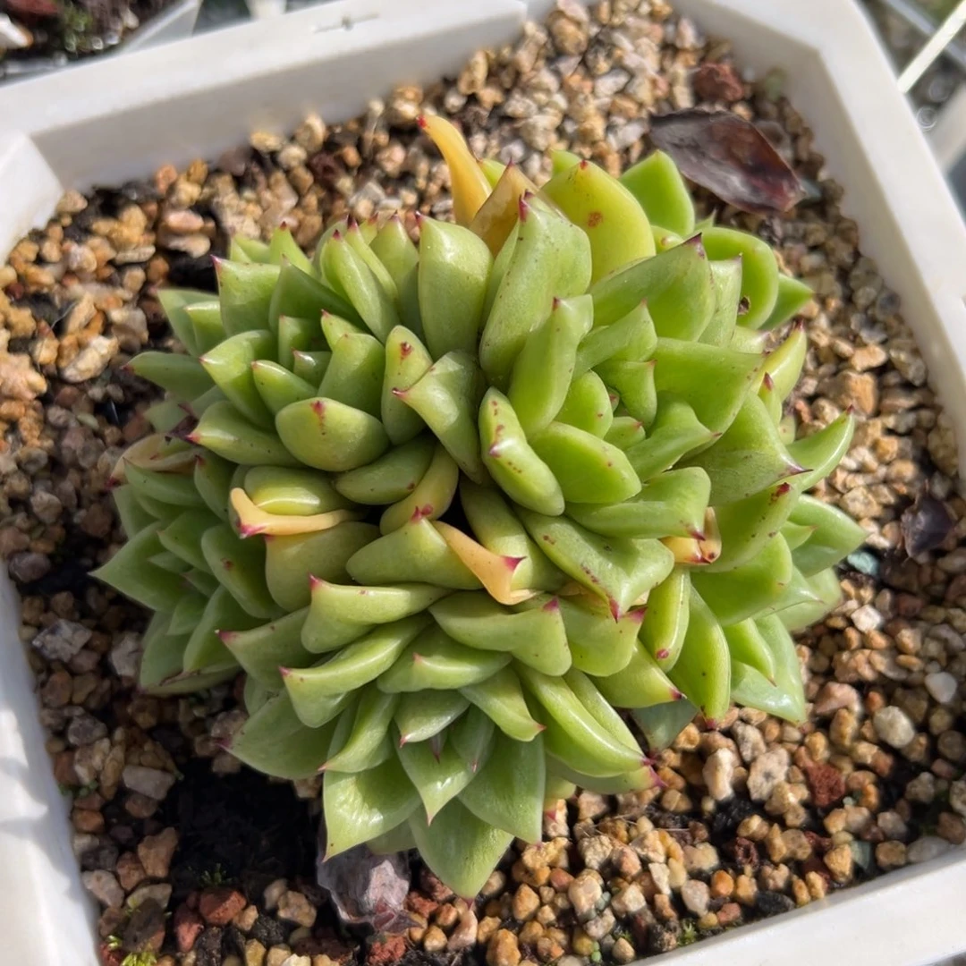 蔷薇玛利亚锦有砍（满38包邮）多肉