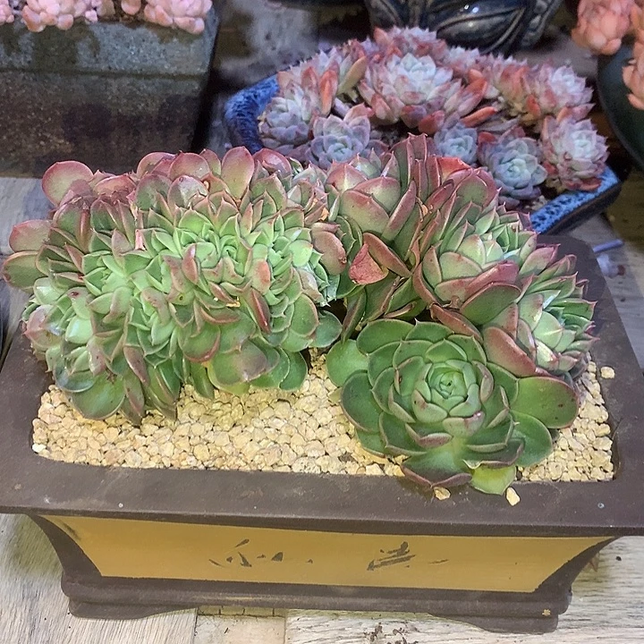 杂交不知名、龙头带缀卧龙形状