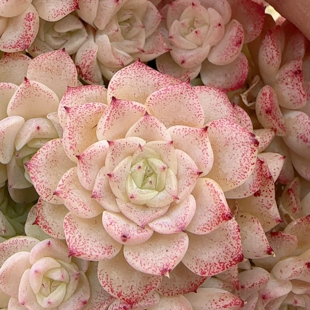 家****枚【闪购商品】0217-11专拍