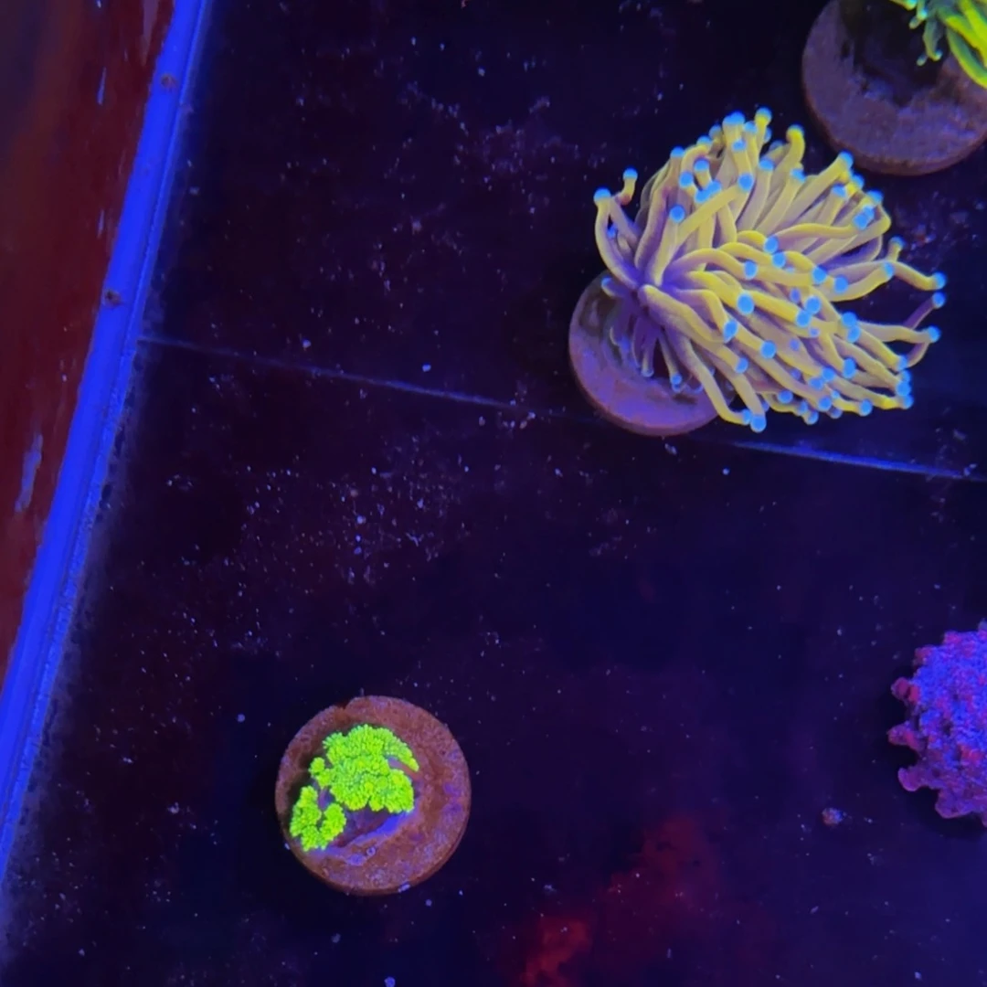 万鱼来朝海水观赏