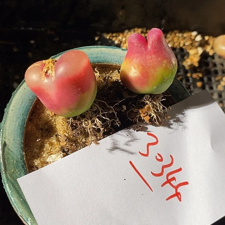 30344。 两颗。