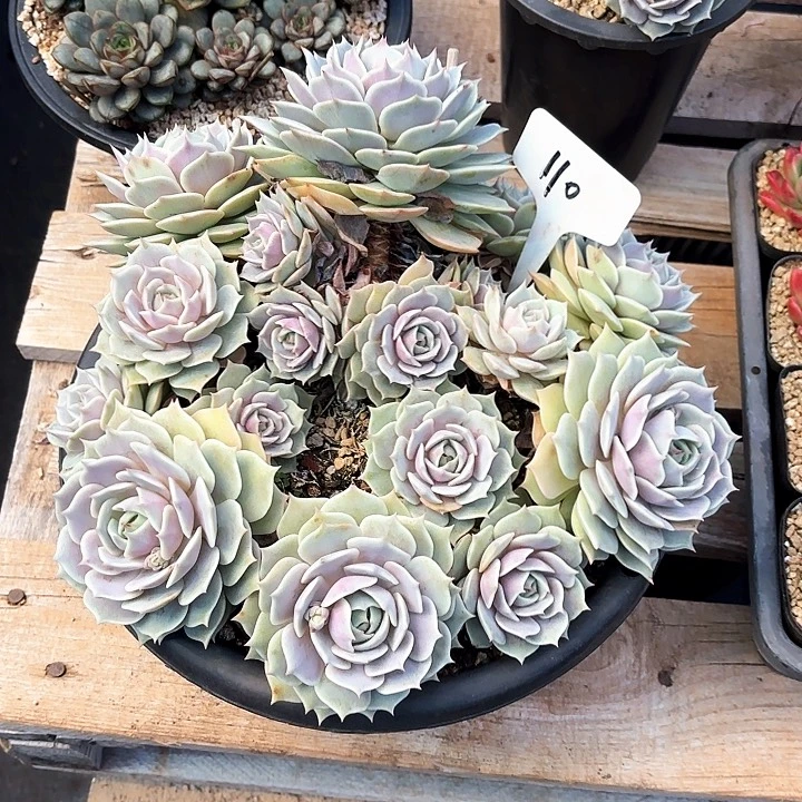 多肉植物，露娜莲110号