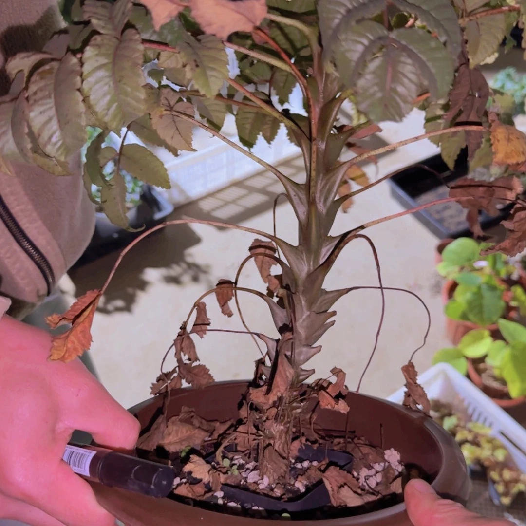 春***羊块根植物块根植物
