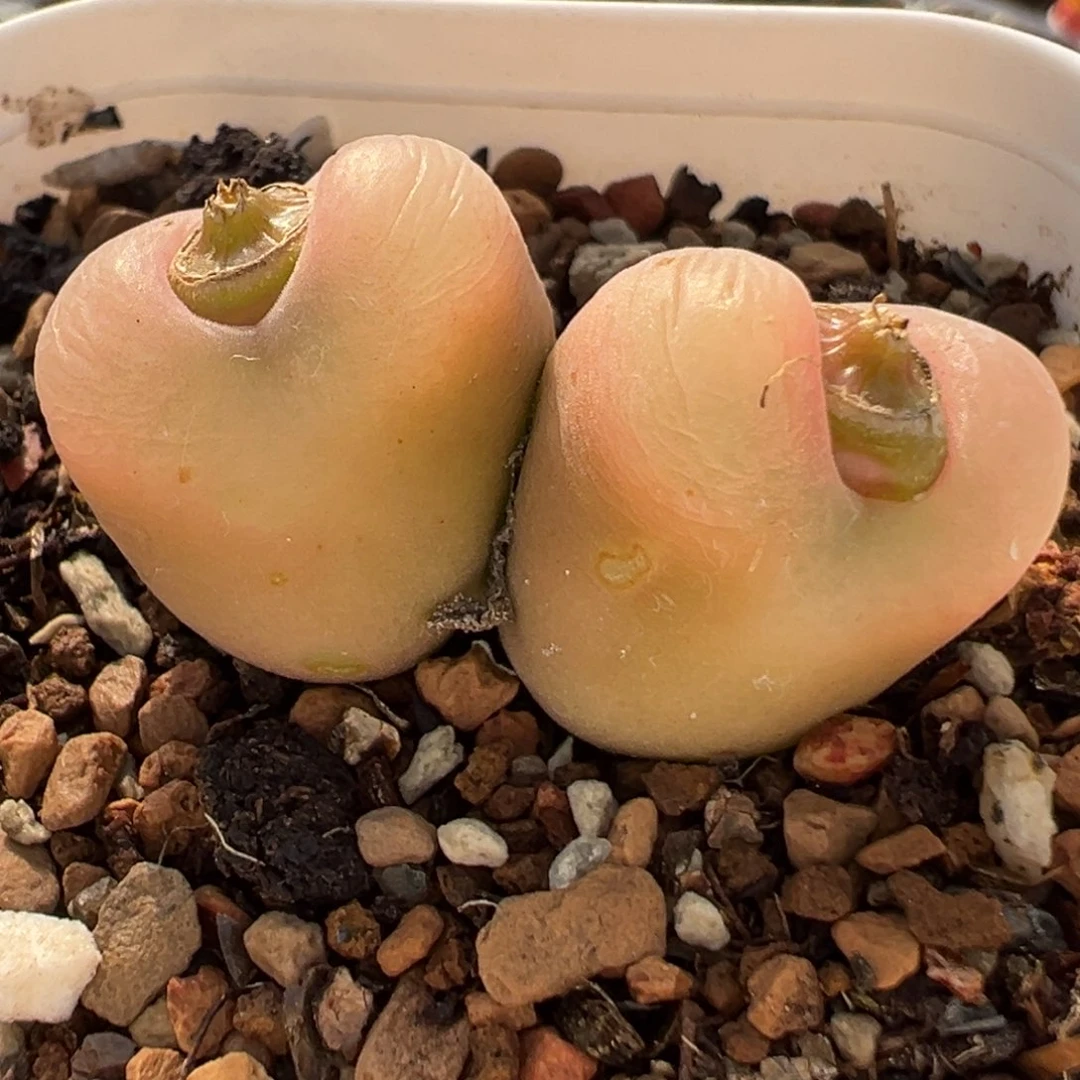 263多肉植物种类多样