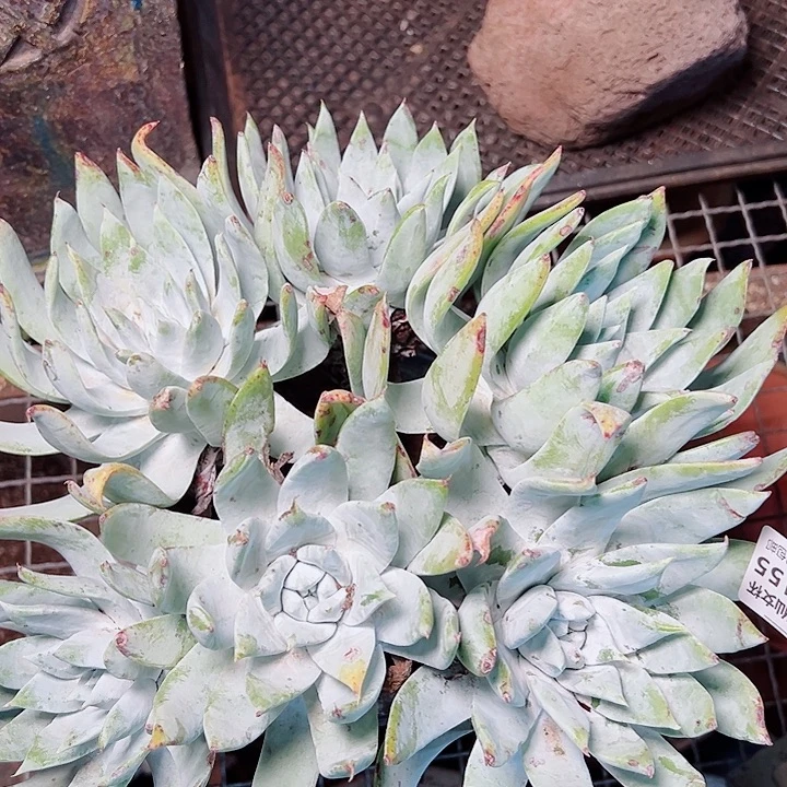 9155萨利纳仙女杯多肉