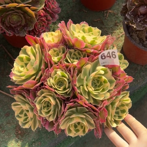 646白凤朵朵多肉