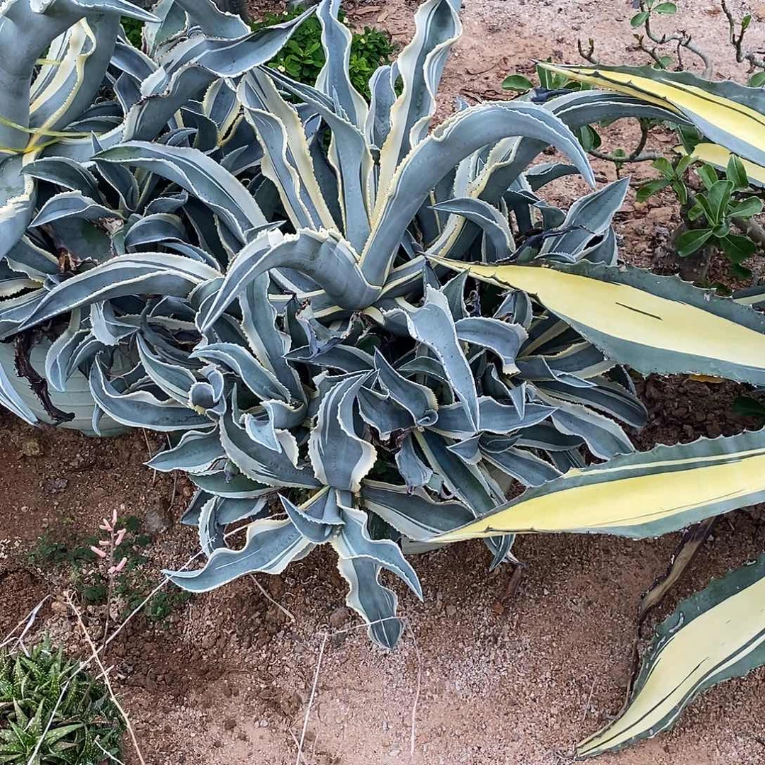 破叶侧芽冠幅30公分左右