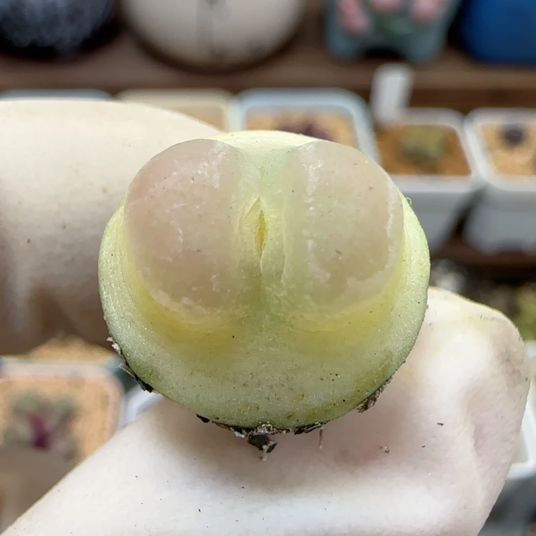 704日系大红拉登