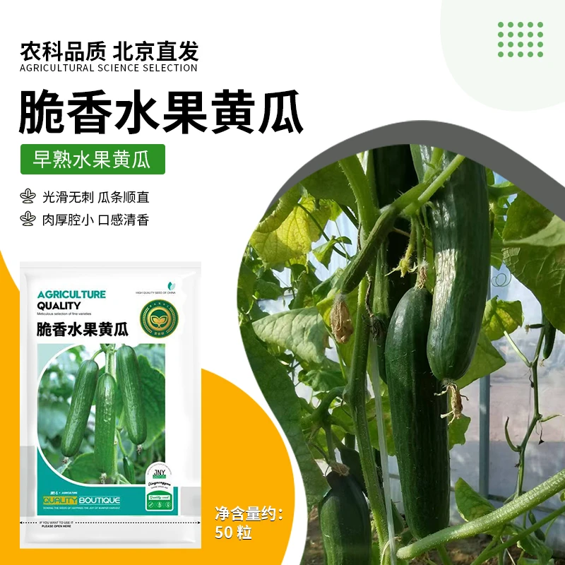 【农科院推荐】脆香黄瓜种子耐热小黄瓜双十一阳台盆栽四季蔬菜种