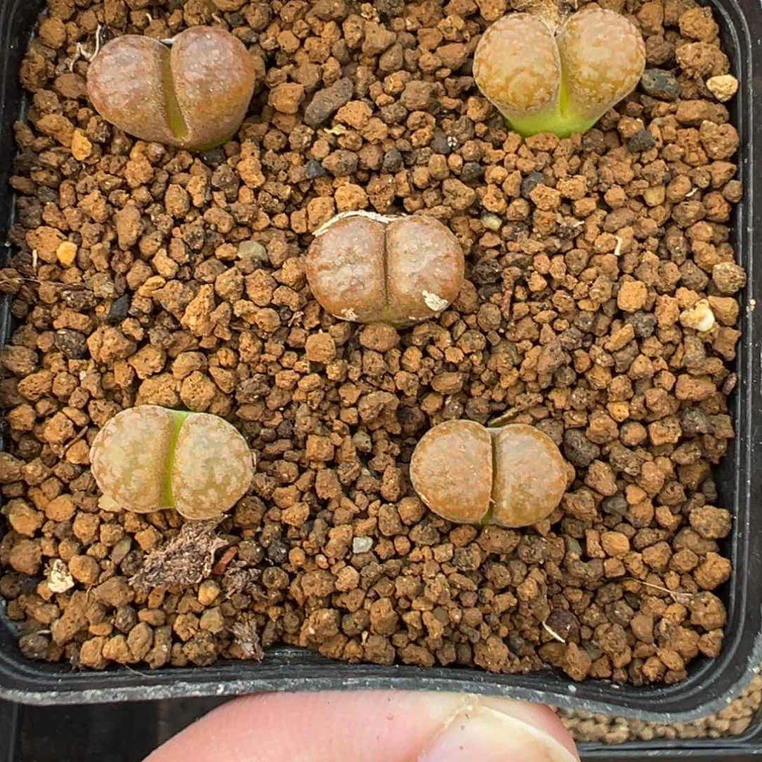 2-229肉锥多肉植物，