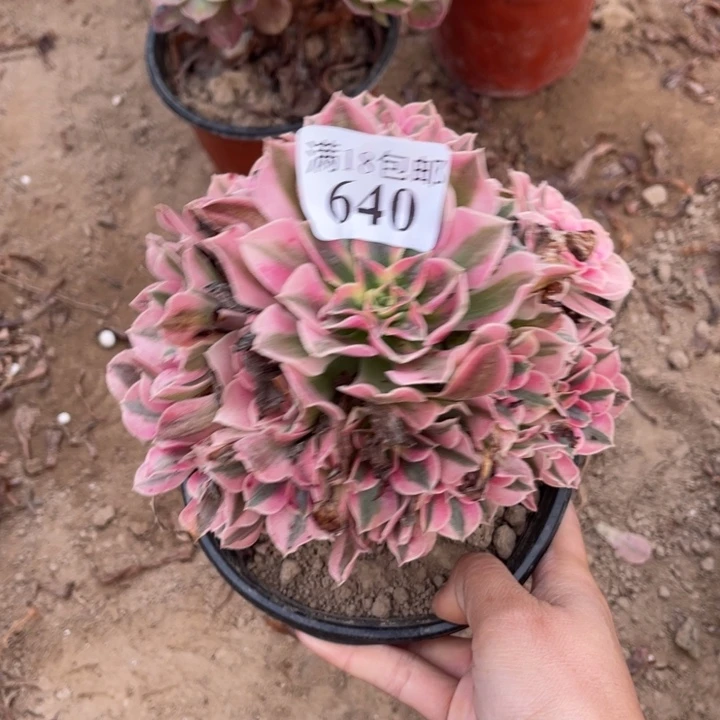 640粉女巫小手捧1号棚