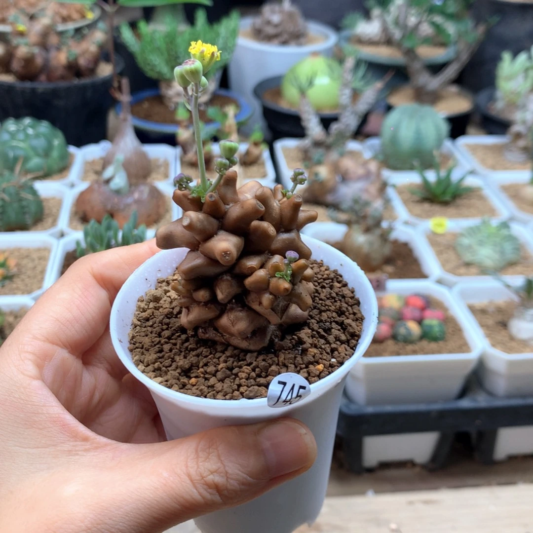蛮鬼塔厚敦菊母本带盆745
