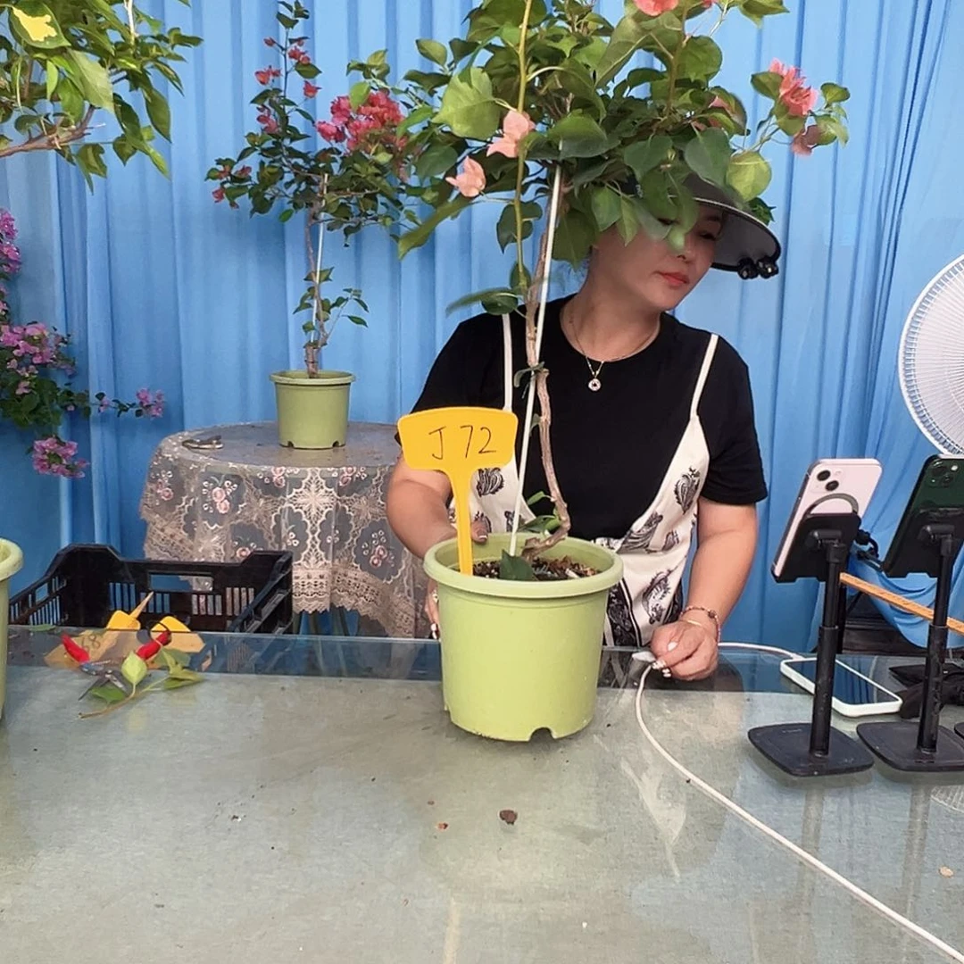 好***y当前无花栽培后可以开花J72暗夕