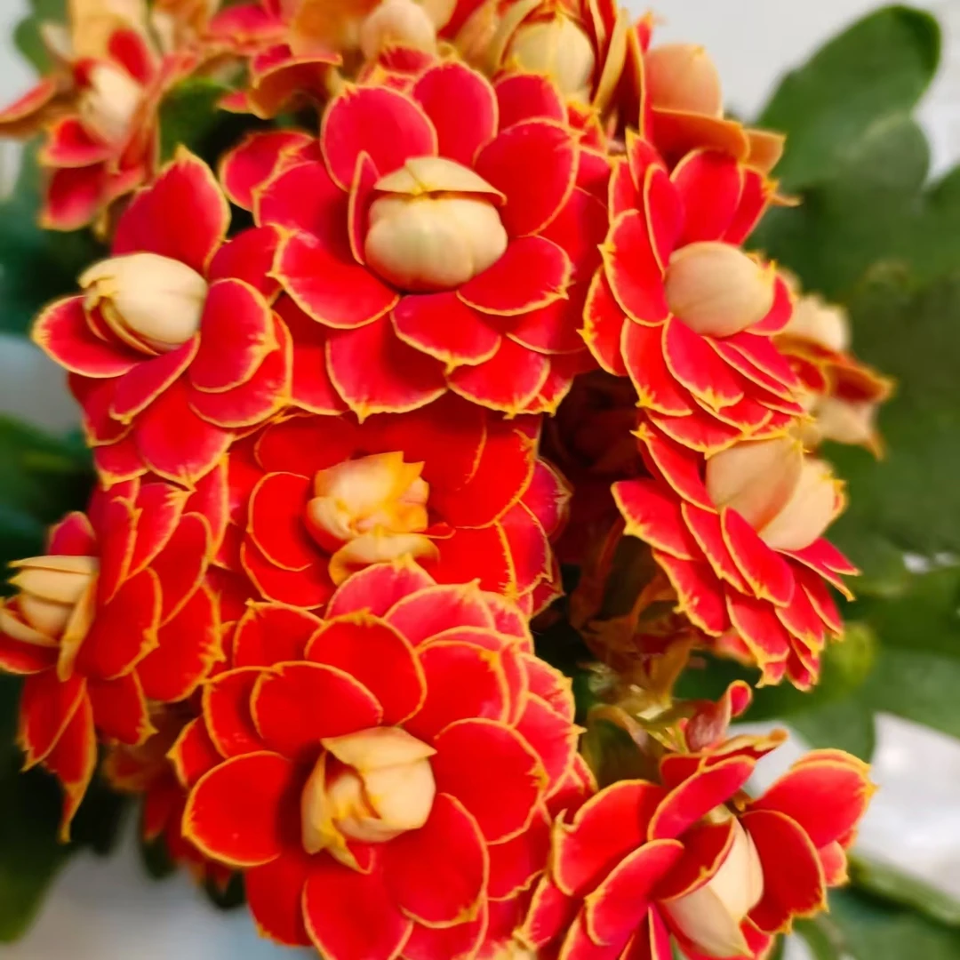 【长寿花】盆栽花卉多年生四季常开室内盆栽植物