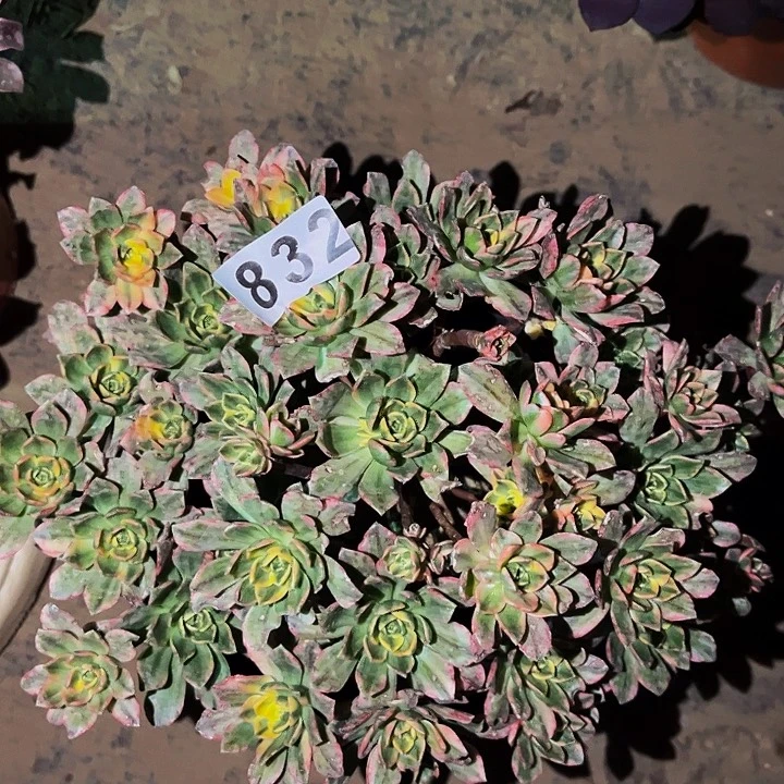 832甜茶多肉植物处理不售后