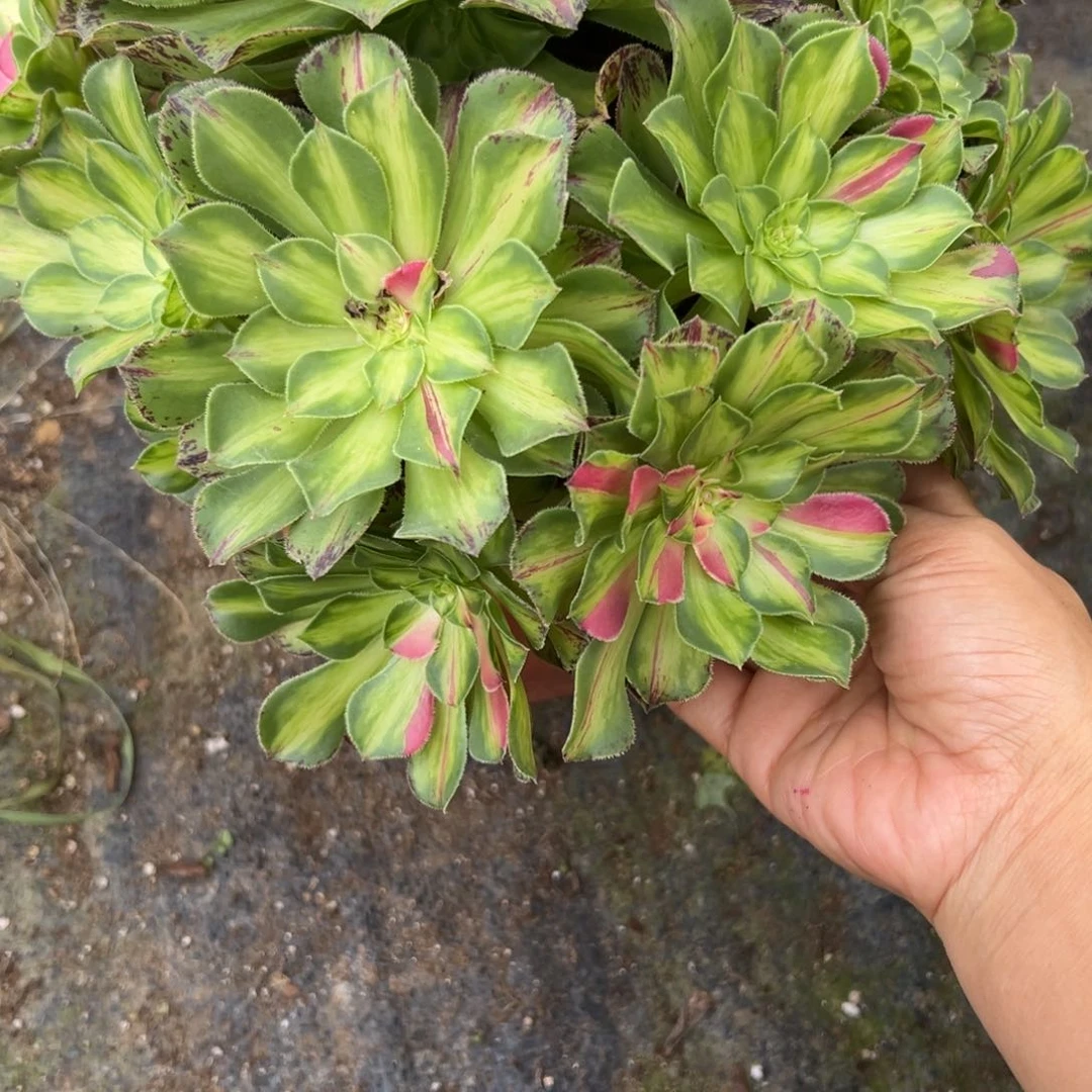 145知否多肉多肉多肉