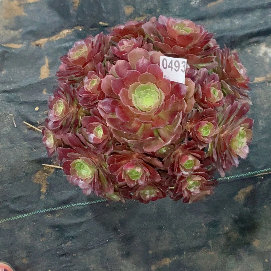 燕*荷兰玫瑰493多肉1111