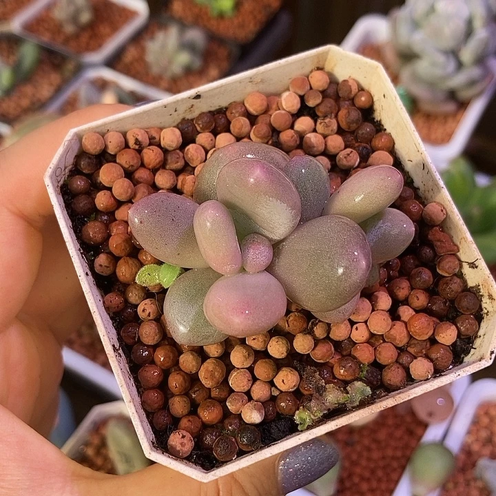 白大叶奶酪锦多肉植物