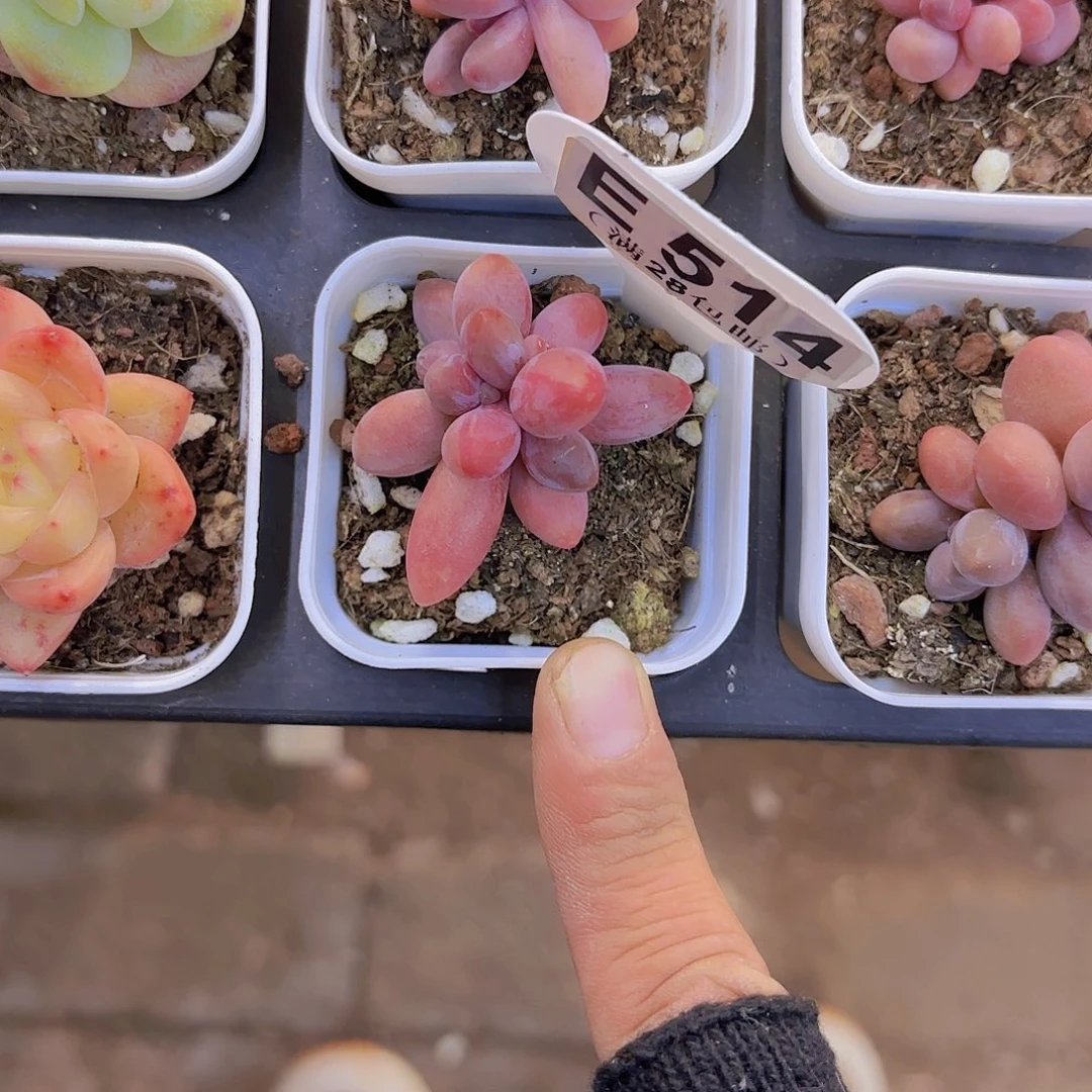 E514彩虹手指一物一拍